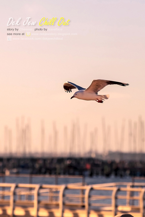 Seagulls @ St Kilda Beach