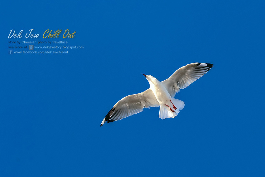 Seagulls @ St Kilda Beach