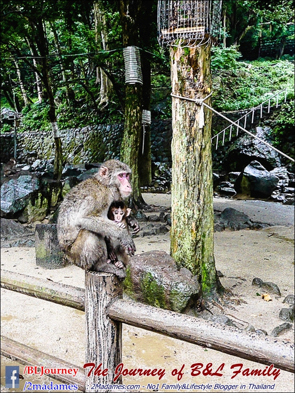 Japan_Kyushu_Fukuoka_Beppu_Takasakiyama monkey park_B&L Family_BLJourney  (3)