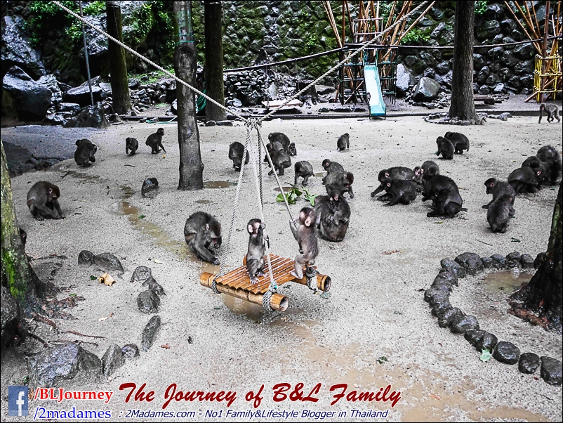 Japan_Kyushu_Fukuoka_Beppu_Takasakiyama monkey park_B&L Family_BLJourney  (7)