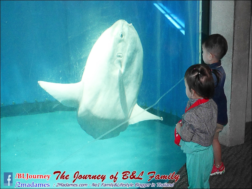 Japan_Kyushu_Fukuoka_Beppu_umitamago aquarium_B&L Family_BLJourney  (40)
