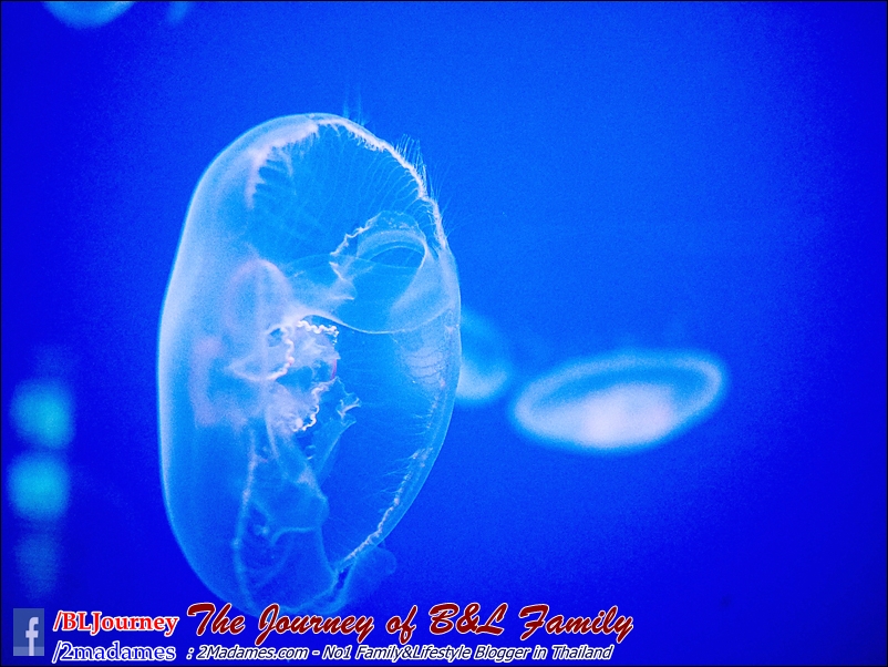 Japan_Kyushu_Fukuoka_Beppu_umitamago aquarium_B&L Family_BLJourney  (42)