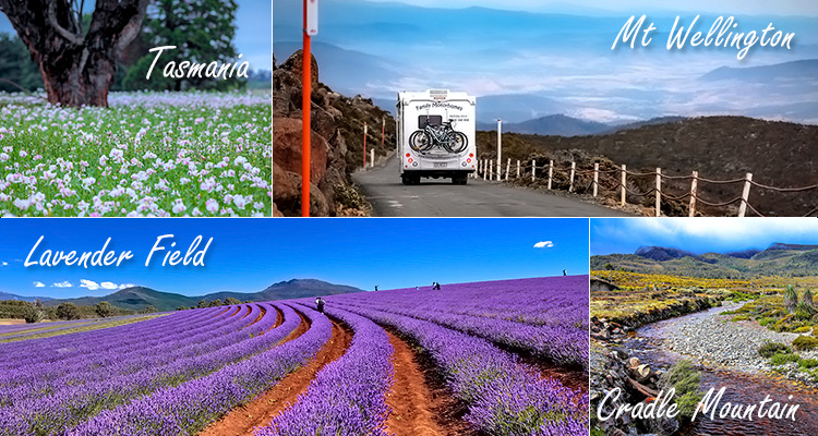 เที่ยวเกาะ Tasmania, เที่ยว Australia, เที่ยวออสเตรเลีย, เที่ยวเกาะแทสมาเนีย, ทุ่งลาเวนเดอร์, Lavender Field,  Mt Wellington, Hobart