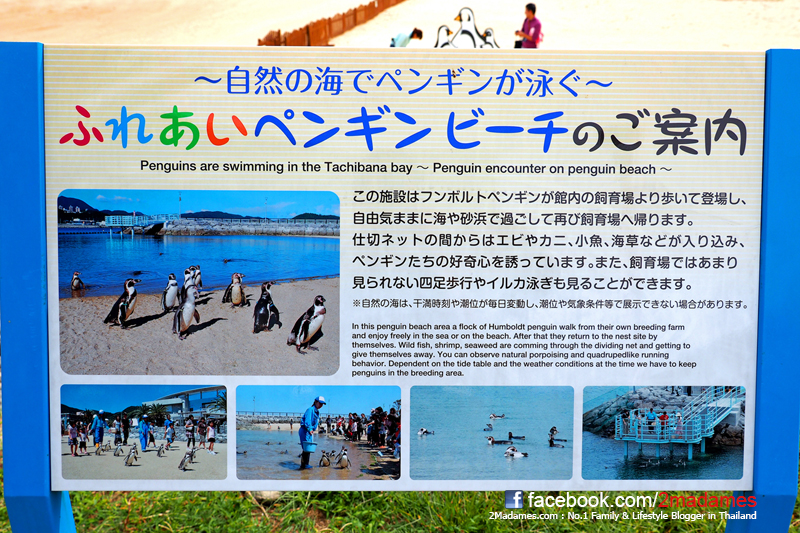 เที่ยวนางาซากิด้วยตัวเอง, เที่ยว Nagasaki ด้วยตัวเอง, Megane Bridge, Meganebashi, สวนสันติภาพนางาซากิ, Nagasaki Peace Park, Mount Inasa, Inasayama, Nagasaki Penguin Aquarium, รีวิว, Review, pantip, เที่ยวญี่ปุ่นด้วยตัวเอง, เที่ยวคิวชูด้วยตัวเอง, Kyushu, Fujiwara Ryokan