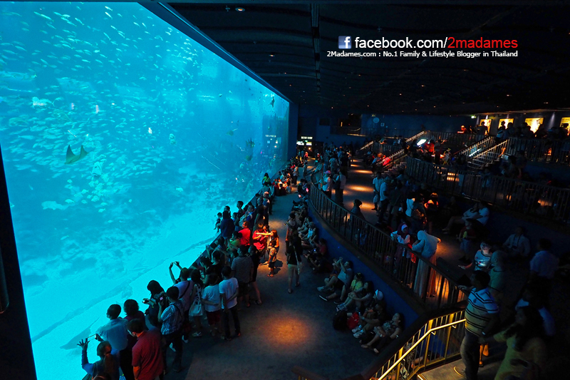 เที่ยวสิงคโปร์ด้วยตัวเอง, Resorts World Sentosa, Universal Studios Singapore, Adventure Cove Waterpark, S.E.A. Aquarium, เที่ยวสวนสนุก, รีวิว, pantip, การใช้อินเตอร์เนตในสิงคโปร์ Starhub, Ya Kun Kaya Toast, Vivo City, Hard Rock Hotel, Feng Shui Inn, เซนโตซ่า, วิธีเข้าเมืองจากสนามบิน Changi Airport, พาลูกเที่ยว Singapore, Gong Cha