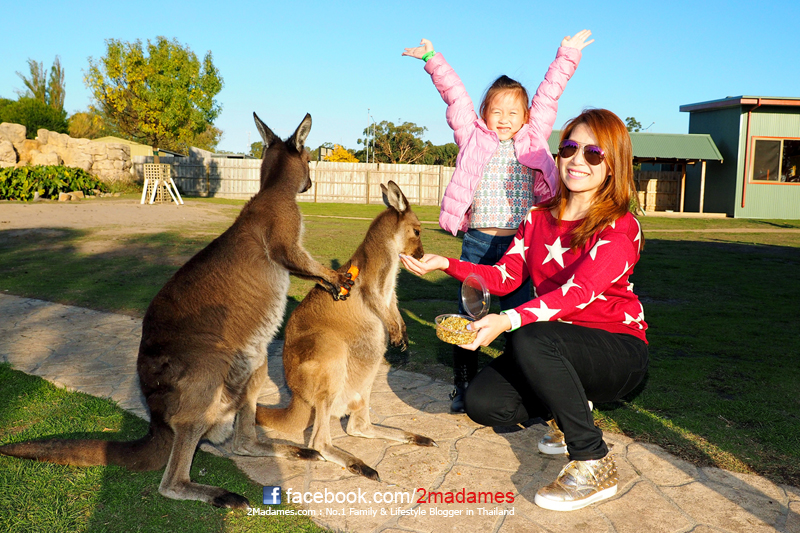 ขับรถเที่ยวออสเตรเลียด้วยตัวเอง, เที่ยวซิดนีย์ด้วยตัวเอง, เที่ยวเมลเบิร์นด้วยตัวเอง, Australia, Sydney, Melbourne, Great Ocean Road, รีวิว, pantip, Phillips Island, อาหารเข้าออสเตรเลีย, Penguin Parade, MARU Koala & Animal Park, Sunny Ridge Strawberry Farm, Ballarat sovereign hill, Featherdale Wildlife Park, Scenic World, Eureka Skydeck, St.Patrick, Shot Tower, Federation square, Web Bridge, Queen victoria market, 12 Apostles, London Bridge, Loch Ard Gorge, The Arch, Thai Town, St.Mary’s Cathedral, Harbour Bridge, Milsons Point, Pancakes on The Rocks, David Jone, Queen Victoria Building, Opera House, Mrs. Macquarie's chair