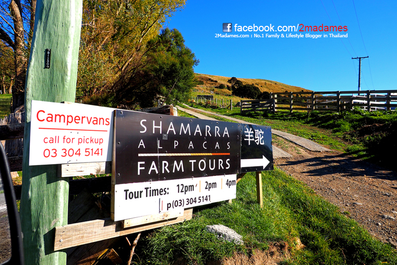Akaroa, Shamarras Alpacas Farm,ขับรถบ้านเที่ยวนิวซีแลนด์,เที่ยวนิวซีแลนด์ด้วยตัวเอง,รีวิว,pantip