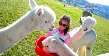 Akaroa, Shamarras Alpacas Farm,ขับรถบ้านเที่ยวนิวซีแลนด์,เที่ยวนิวซีแลนด์ด้วยตัวเอง,รีวิว,pantip