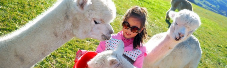 Akaroa, Shamarras Alpacas Farm,ขับรถบ้านเที่ยวนิวซีแลนด์,เที่ยวนิวซีแลนด์ด้วยตัวเอง,รีวิว,pantip