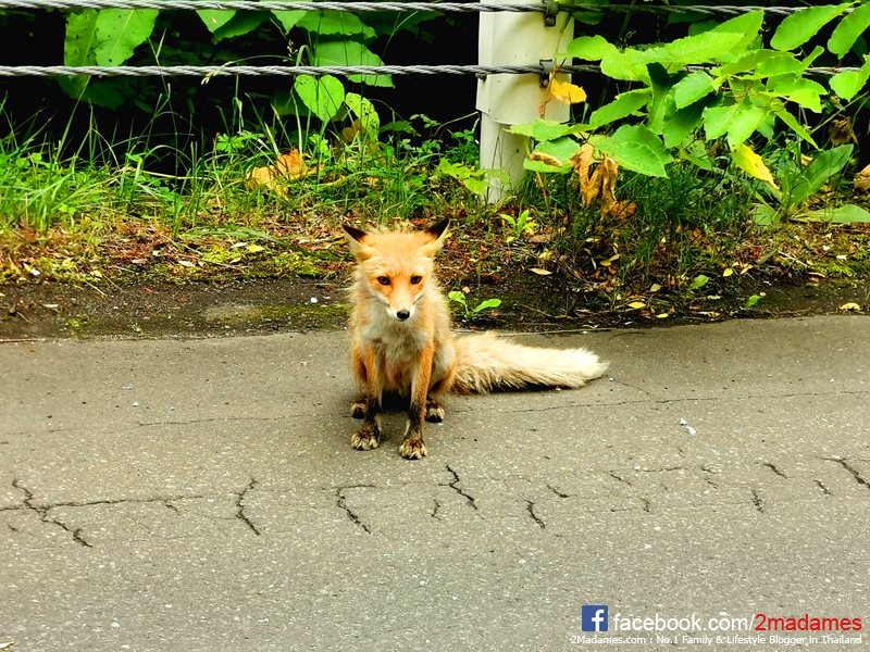 เที่ยวฮอกไกโด,ฮ่องกง,ซัปโปโร,โอตารุ,Kiroro Resort,รีวิว,pantip,ทุ่งดอกไม้,ห้องรับรอง Cathay Pacific,Regal Airport Hotel,Citygate Outlets,The Stay Sapporo,Ganso Sapporo Ramen Street,Le TAO,Ishiya Chocolate Factory,Yakiniku Jin,Satoland,Farm Tomita,Shikisai No Oka,Hill of Buddha,Sapporo Prince Hotel,Tanukikoji Shopping Street,Maruyama Zoo,Akachan Honpo