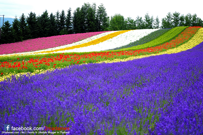 เที่ยวฮอกไกโด,ฮ่องกง,ซัปโปโร,โอตารุ,Kiroro Resort,รีวิว,pantip,ทุ่งดอกไม้,ห้องรับรอง Cathay Pacific,Regal Airport Hotel,Citygate Outlets,The Stay Sapporo,Ganso Sapporo Ramen Street,Le TAO,Ishiya Chocolate Factory,Yakiniku Jin,Satoland,Farm Tomita,Shikisai No Oka,Hill of Buddha,Sapporo Prince Hotel,Tanukikoji Shopping Street,Maruyama Zoo,Akachan Honpo