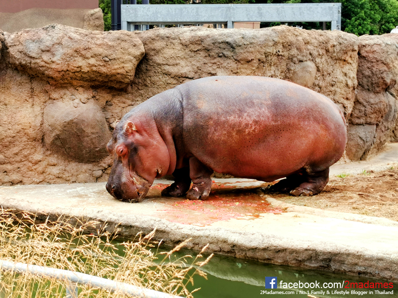 เที่ยวฮอกไกโด,ฮ่องกง,ซัปโปโร,โอตารุ,Kiroro Resort,รีวิว,pantip,ทุ่งดอกไม้,ห้องรับรอง Cathay Pacific,Regal Airport Hotel,Citygate Outlets,The Stay Sapporo,Ganso Sapporo Ramen Street,Le TAO,Ishiya Chocolate Factory,Yakiniku Jin,Satoland,Farm Tomita,Shikisai No Oka,Hill of Buddha,Sapporo Prince Hotel,Tanukikoji Shopping Street,Maruyama Zoo,Akachan Honpo