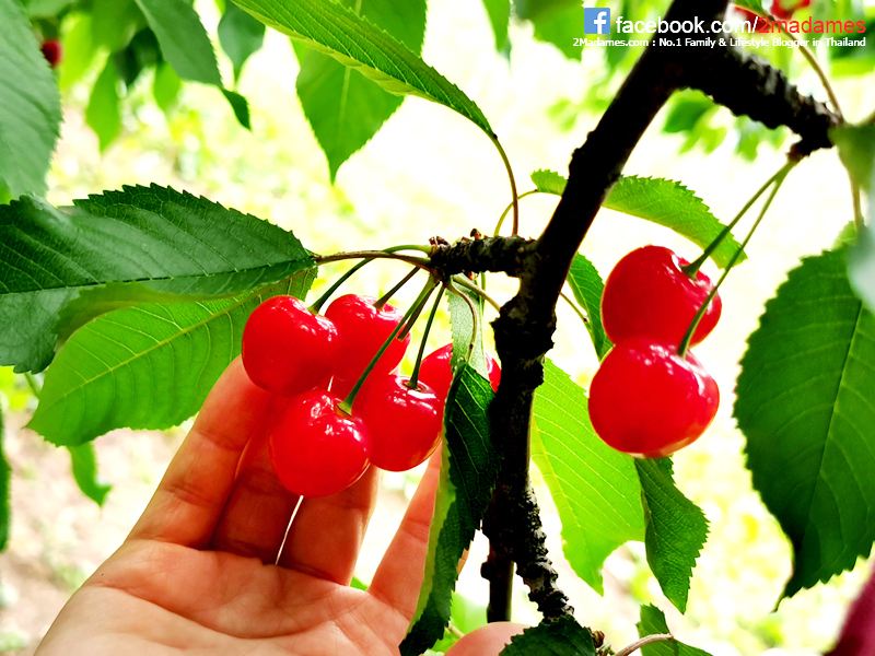 เที่ยวฮอกไกโด,ฮ่องกง,ซัปโปโร,โอตารุ,Kiroro Resort,รีวิว,pantip,ทุ่งดอกไม้,ห้องรับรอง Cathay Pacific,Regal Airport Hotel,Citygate Outlets,The Stay Sapporo,Ganso Sapporo Ramen Street,Le TAO,Ishiya Chocolate Factory,Yakiniku Jin,Satoland,Farm Tomita,Shikisai No Oka,Hill of Buddha,Sapporo Prince Hotel,Tanukikoji Shopping Street,Maruyama Zoo,Akachan Honpo