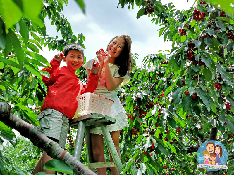 เที่ยวฮอกไกโด,ฮ่องกง,ซัปโปโร,โอตารุ,Kiroro Resort,รีวิว,pantip,ทุ่งดอกไม้,ห้องรับรอง Cathay Pacific,Regal Airport Hotel,Citygate Outlets,The Stay Sapporo,Ganso Sapporo Ramen Street,Le TAO,Ishiya Chocolate Factory,Yakiniku Jin,Satoland,Farm Tomita,Shikisai No Oka,Hill of Buddha,Sapporo Prince Hotel,Tanukikoji Shopping Street,Maruyama Zoo,Akachan Honpo