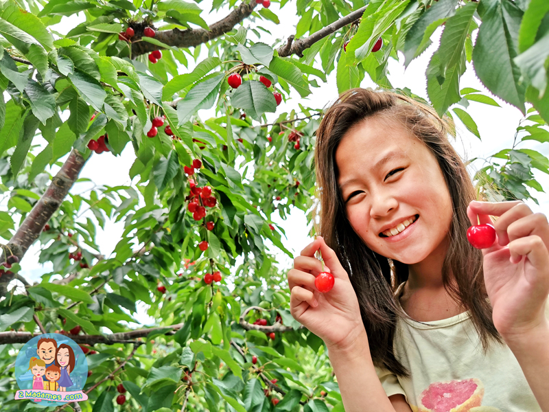 เที่ยวฮอกไกโด,ฮ่องกง,ซัปโปโร,โอตารุ,Kiroro Resort,รีวิว,pantip,ทุ่งดอกไม้,ห้องรับรอง Cathay Pacific,Regal Airport Hotel,Citygate Outlets,The Stay Sapporo,Ganso Sapporo Ramen Street,Le TAO,Ishiya Chocolate Factory,Yakiniku Jin,Satoland,Farm Tomita,Shikisai No Oka,Hill of Buddha,Sapporo Prince Hotel,Tanukikoji Shopping Street,Maruyama Zoo,Akachan Honpo