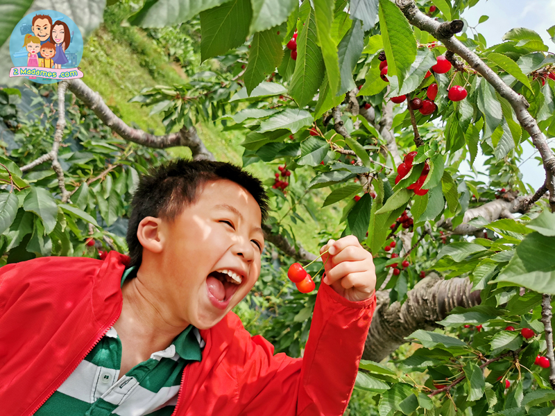 เที่ยวฮอกไกโด,ฮ่องกง,ซัปโปโร,โอตารุ,Kiroro Resort,รีวิว,pantip,ทุ่งดอกไม้,ห้องรับรอง Cathay Pacific,Regal Airport Hotel,Citygate Outlets,The Stay Sapporo,Ganso Sapporo Ramen Street,Le TAO,Ishiya Chocolate Factory,Yakiniku Jin,Satoland,Farm Tomita,Shikisai No Oka,Hill of Buddha,Sapporo Prince Hotel,Tanukikoji Shopping Street,Maruyama Zoo,Akachan Honpo