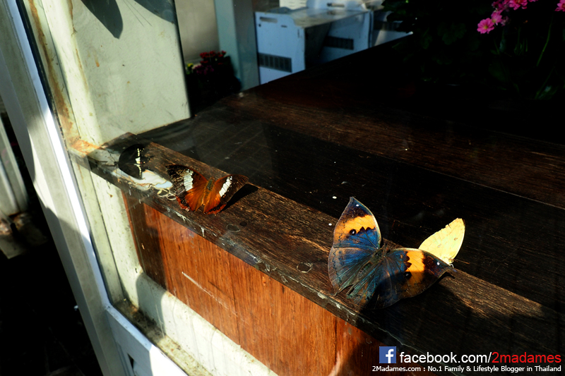 เที่ยวเซี่ยงไฮ้ด้วยตัวเอง,Toy Story Hotel,Shanghai Disneyland,Xintiandi,รีวิว,pantip,Yuyuan Garden,Starbucks Reserve Roastery,Shanghai Natural History Museum,Hai Di Lao,Shanghai Tower,Cha's Restaurant,Nanjing Road Pedestrian Street,The Bund,Bund Sightseeing Tunnel,Jing’an Temple,Zhujiajiao,Shake Shack