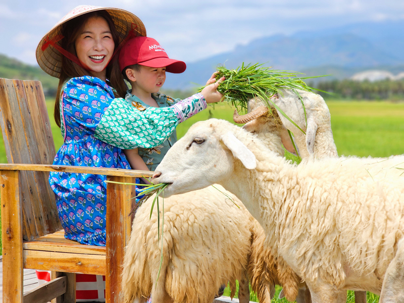 เที่ยวคัมรานห์,Cam Ranh,pantip,รีวิว,Tu Van Pagoda,Sheep Farm,ที่เที่ยวสำหรับครอบครัว